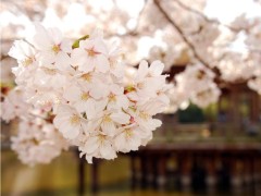 單反攝影技巧入門篇口訣有哪些？