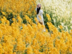 油菜花寫真調(diào)色
