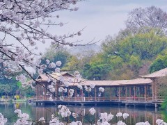 春季賞花攝影好去處